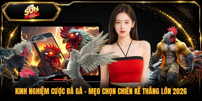 Kinh Nghiệm Cược Đá Gà | Mẹo Chọn Chiến Kê Thắng Lớn 2026